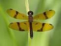 Perithemis undescribed (Dancing Amberwing) male-2.jpg
